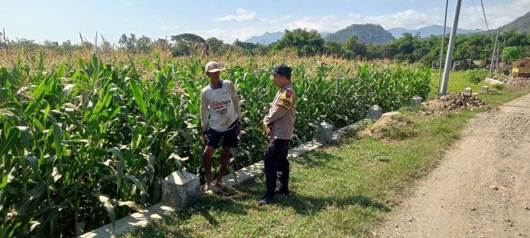 Bhabinkamtibmas Desa Kambeng Lakukan Pemantauan Kebun Jagung Warga, Dukung Ketahanan Pangan