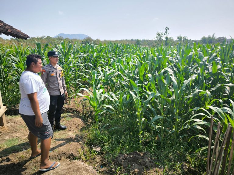 Bhabinkamtibmas Desa Kunti Cek Tanaman Jagung, Perkuat Ketahanan Pangan Desa