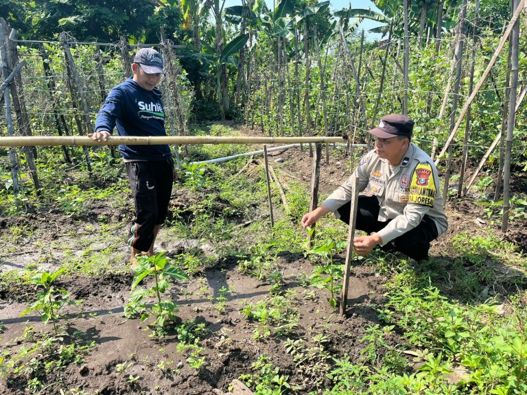 Bhabinkamtibmas Desa Joresan Sambangi Kebun Sayur Warga, Dukung Ketahanan Pangan dan Kesejahteraan Petani