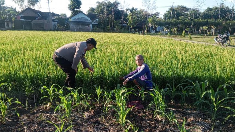 Bhabinkamtibmas Desa Gombang Intensif Pantau Pertumbuhan Padi Warga untuk Dukung Ketahanan Pangan