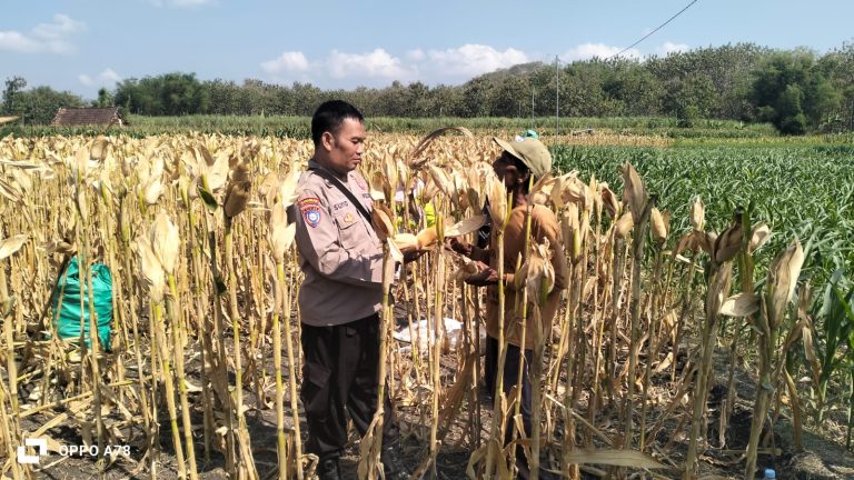 Polsek Sukorejo Dampingi Petani Jagung Pasca Panen, Dukung Swasembada Pangan Nasional
