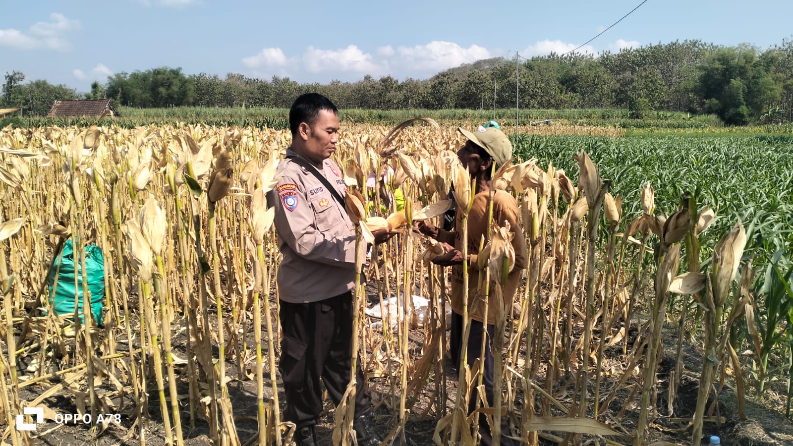 Polsek Sukorejo Dampingi Petani Jagung Pasca Panen, Dukung Swasembada Pangan Nasional