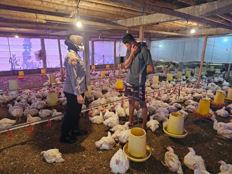 Polsek Slahung Dampingi Petani Jagung Desa Simo, Wujud Nyata Dukungan Ketahanan Pangan Nasional