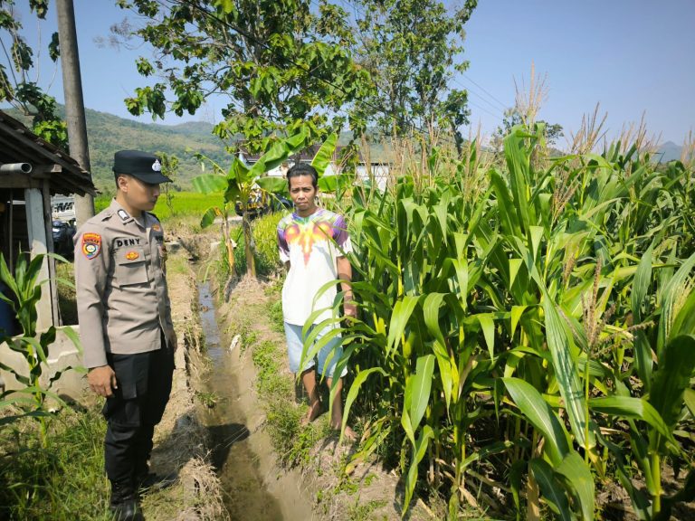 Bhabinkamtibmas Desa Kunti Dampingi Petani Jagung, Dukung Program Ketahanan Pangan Nasional
