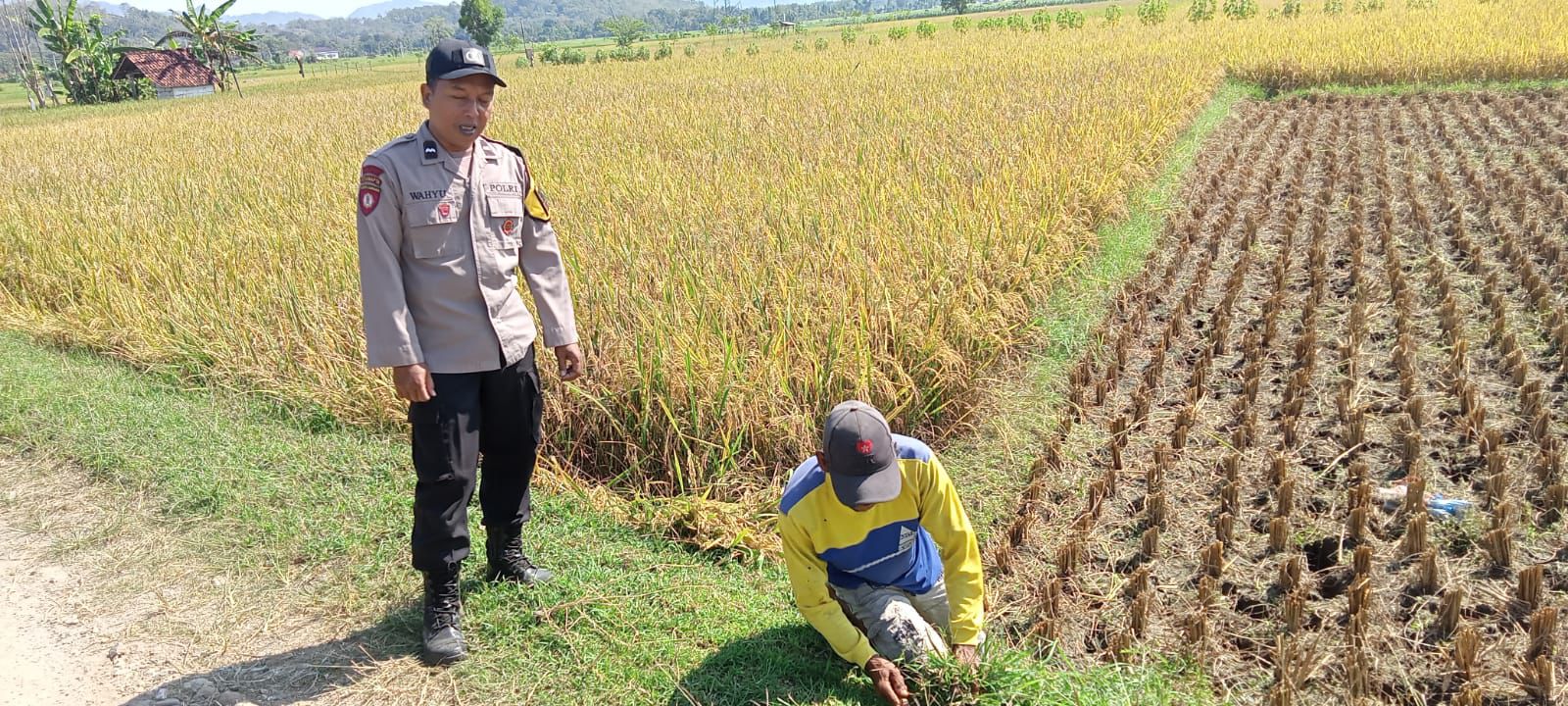 Bhabinkamtibmas Desa Broto Sambangi Petani Pasca Panen, Dukung Ketahanan Pangan Nasional