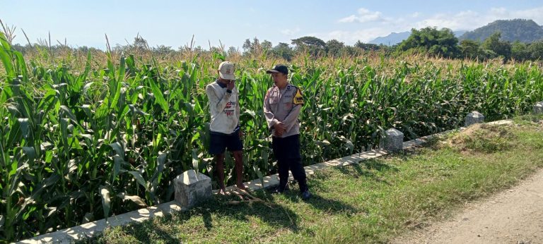 Bhabinkamtibmas Desa Kambeng Dampingi Petani Jagung, Dukung Ketahanan Pangan Nasional