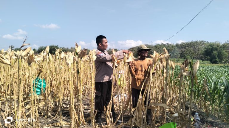 Polres Ponorogo Dukung Ketahanan Pangan, Polsek Sukorejo Monitoring Hasil Panen Jagung