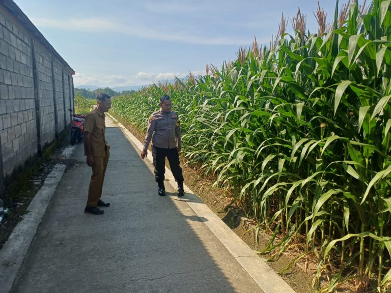 Bhabinkamtibmas Desa Grogol Sambangi Petani Jagung, Dukung Ketahanan Pangan Nasional
