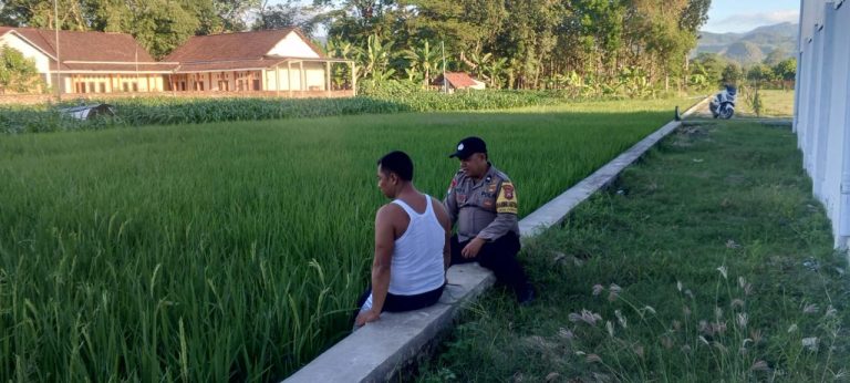 Bhabinkamtibmas Desa Gombang, Kecamatan Slahung, Sambangi Ladang Padi Milik Warga