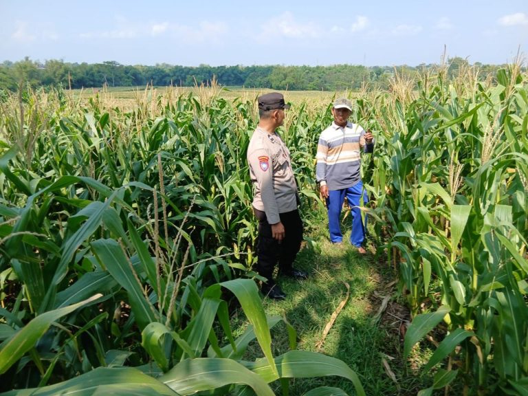 Bhabinkamtibmas Desa Jenangan Bersama Warga Pantau Pertumbuhan Tanaman Jagung