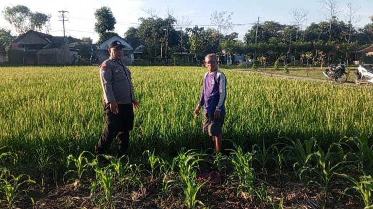 Bhabinkamtibmas Desa Gombang Lakukan Pemantauan Benih Jagung Milik Warga