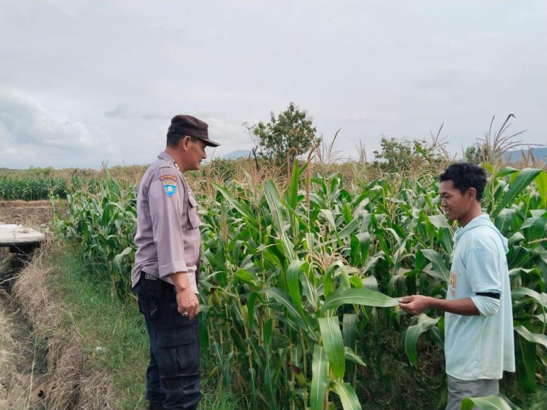 Bhabinkamtibmas Desa Carangrejo, Kecamatan Sampung, Pantau Perkembangan Tanaman Jagung Milik Warga