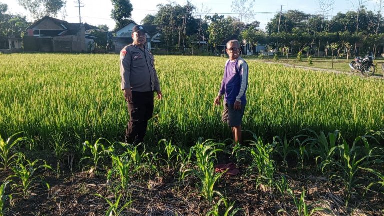 Bhabinkamtibmas Desa Gombang Polsek Slahung Cek Lahan Pertanian Warga, Dukung Ketahanan Pangan