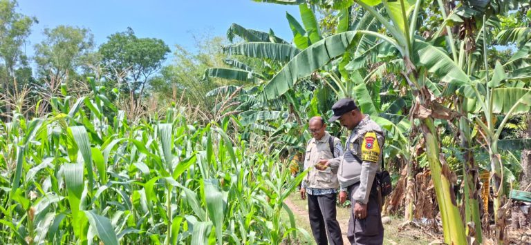 Bhabinkamtibmas Desa Trisono Sambangi Kebun Jagung Warga, Dukung Ketahanan Pangan Desa