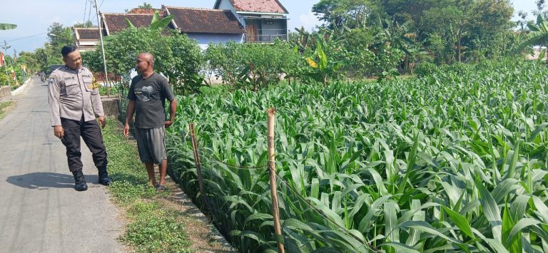 Bhabinkamtibmas Desa Gundik Polsek Slahung Monitoring Ladang Jagung Warga, Dukung Swasembada Pangan