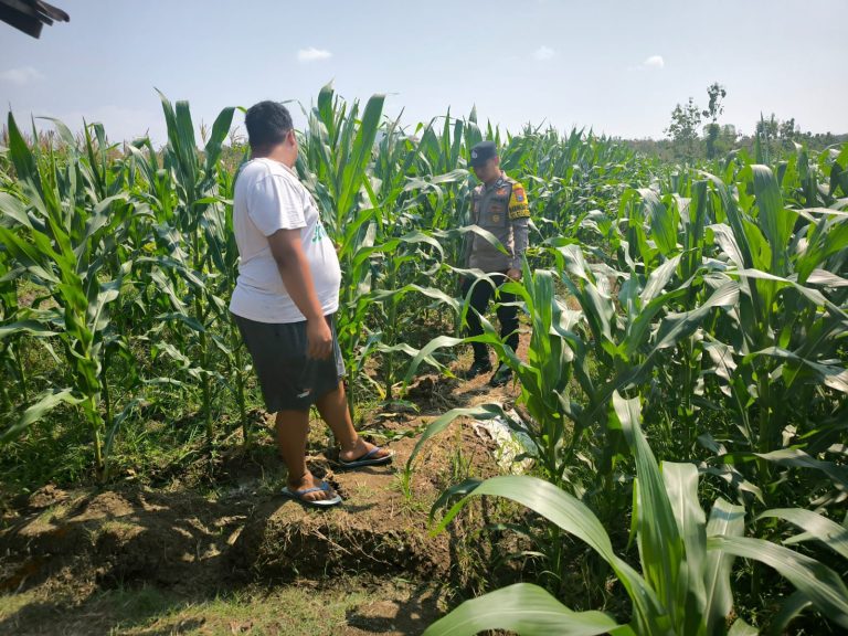Bhabinkamtibmas Desa Kunti Sambangi Lahan Jagung Warga Perkuat Ketahanan Pangan