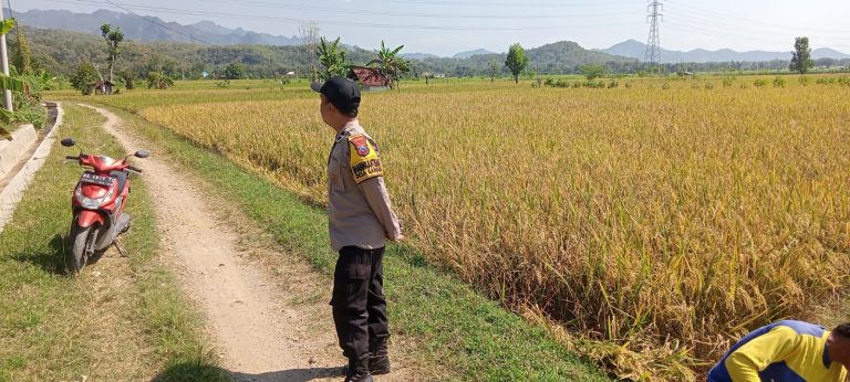 Bhabinkamtibmas Desa Kambeng Tinjau Persawahan Warga Dukung Ketahanan Pangan