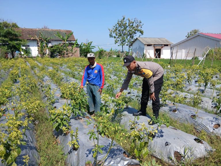 Bhabinkamtibmas Desa Sraten Polsek Jenangan Sambangi Petani Cabai Wujudkan Ketahanan Pangan