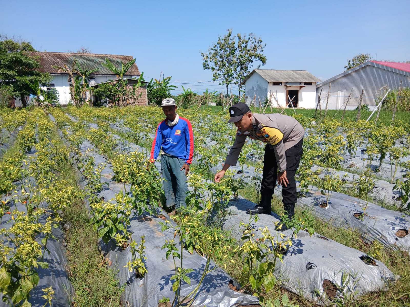Bhabinkamtibmas Desa Sraten Polsek Jenangan Sambangi Petani Cabai Wujudkan Ketahanan Pangan