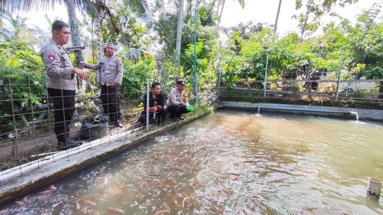 Bhabinkamtibmas Desa Jenangan Polsek Jenangan Sambangi Budidaya Bibit Ikan Nila Wujudkan Ketahanan Pangan