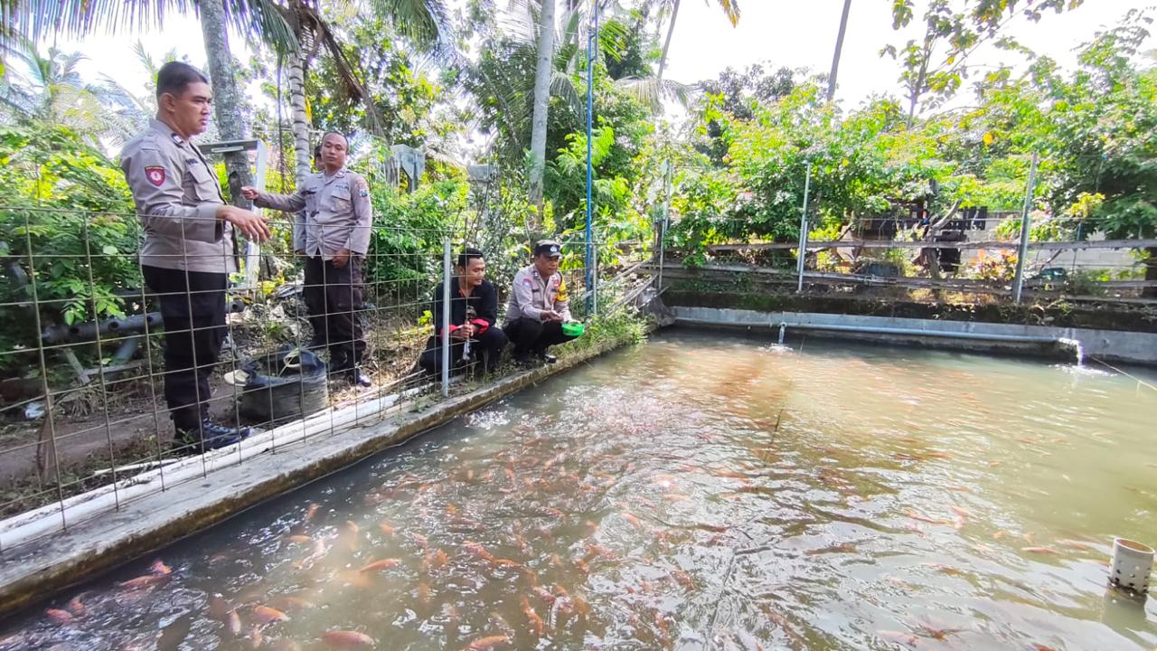 Bhabinkamtibmas Desa Jenangan Polsek Jenangan Sambangi Budidaya Bibit Ikan Nila Wujudkan Ketahanan Pangan