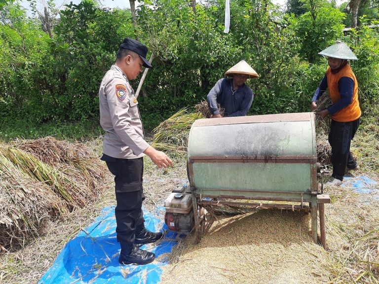 Bhabinkamtibmas Desa Grogol Polsek Sawoo Laksanakan Pendampingan Panen Padi Dukung Ketahanan Pangan