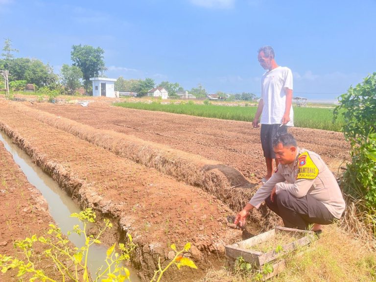 Bhabinkamtibmas Desa Plalangan Monitoring Kebun Cabai Warga untuk Dukung Ketahanan Pangan