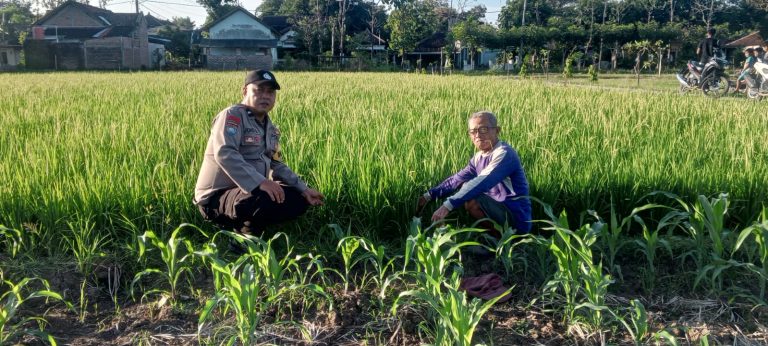 Polsek Slahung Perkuat Ketahanan Pangan Melalui Pendampingan Petani Padi di Desa Gombang