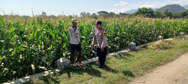 Bhabinkamtibmas Desa Kambeng Dampingi Petani Jagung Tingkatkan Produktivitas