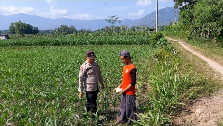 Sambangi Lahan Jagung Warga, Polsek Slahung Perkuat Program Ketahanan Pangan Nasional