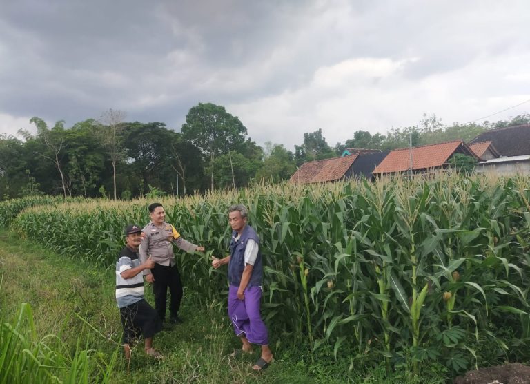 Bhabinkamtibmas Desa Joresan Pantau Pertumbuhan Jagung Warga, Wujud Nyata Dukungan Ketahanan Pangan