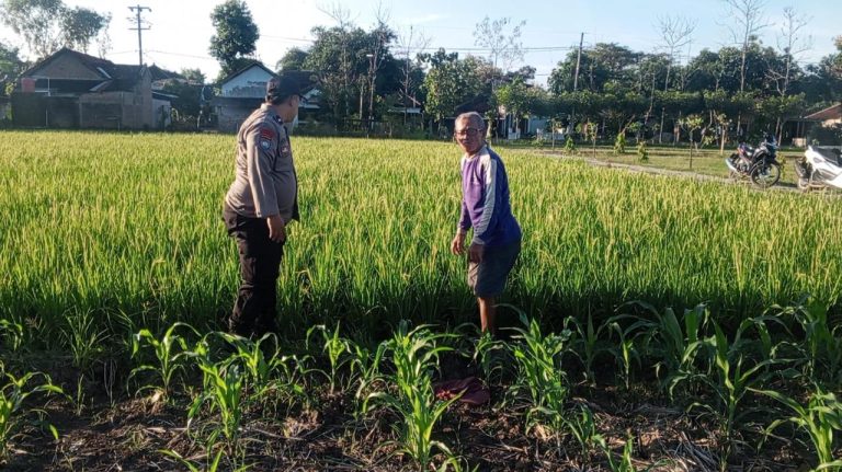 Bhabinkamtibmas Desa Gombang Rutin Pantau Sawah Warga, Dukung Ketahanan Pangan Nasional