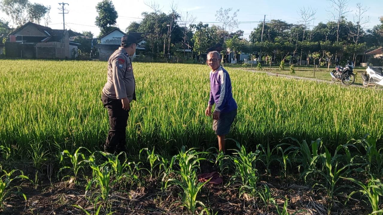 Bhabinkamtibmas Desa Gombang Rutin Pantau Sawah Warga, Dukung Ketahanan Pangan Nasional