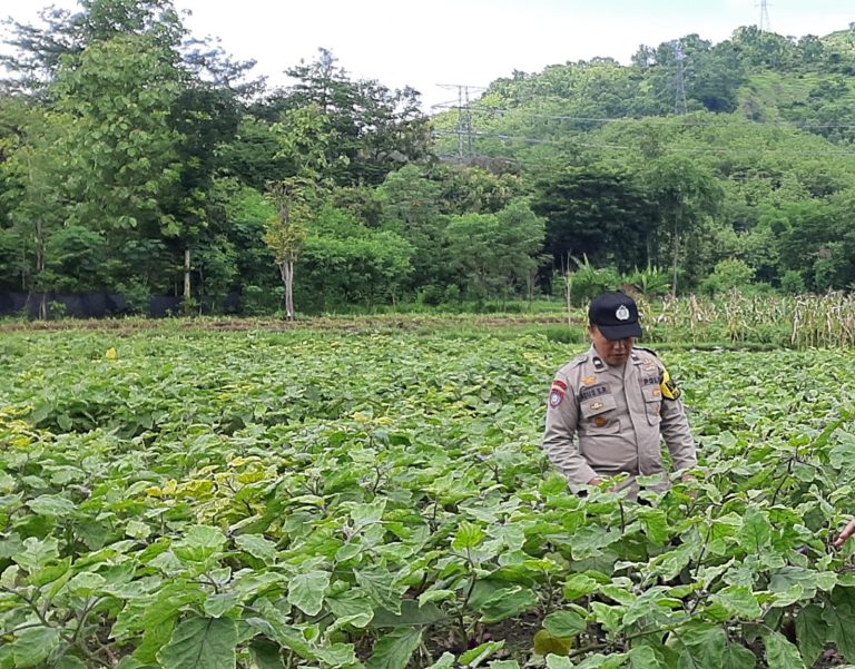 Polsek Slahung Intensif Dampingi Petani, Perkuat Ketahanan Pangan Menuju Swasembada Nasional