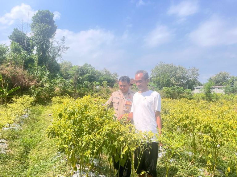 Bhabinkamtibmas Desa Plalangan Sambangi Petani Cabai, Perkuat Dukungan Ketahanan Pangan