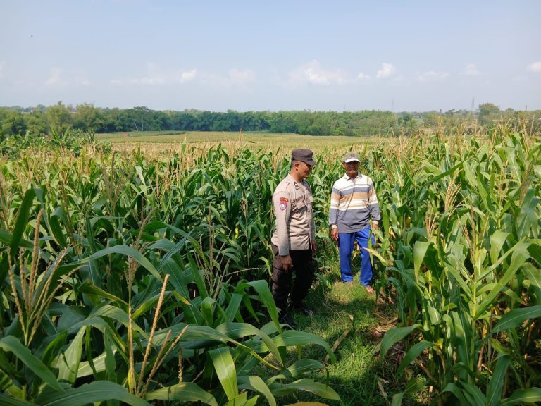 Bhabinkamtibmas Desa Jenangan Monitoring Tanaman Jagung Warga, Perkuat Dukungan Ketahanan Pangan