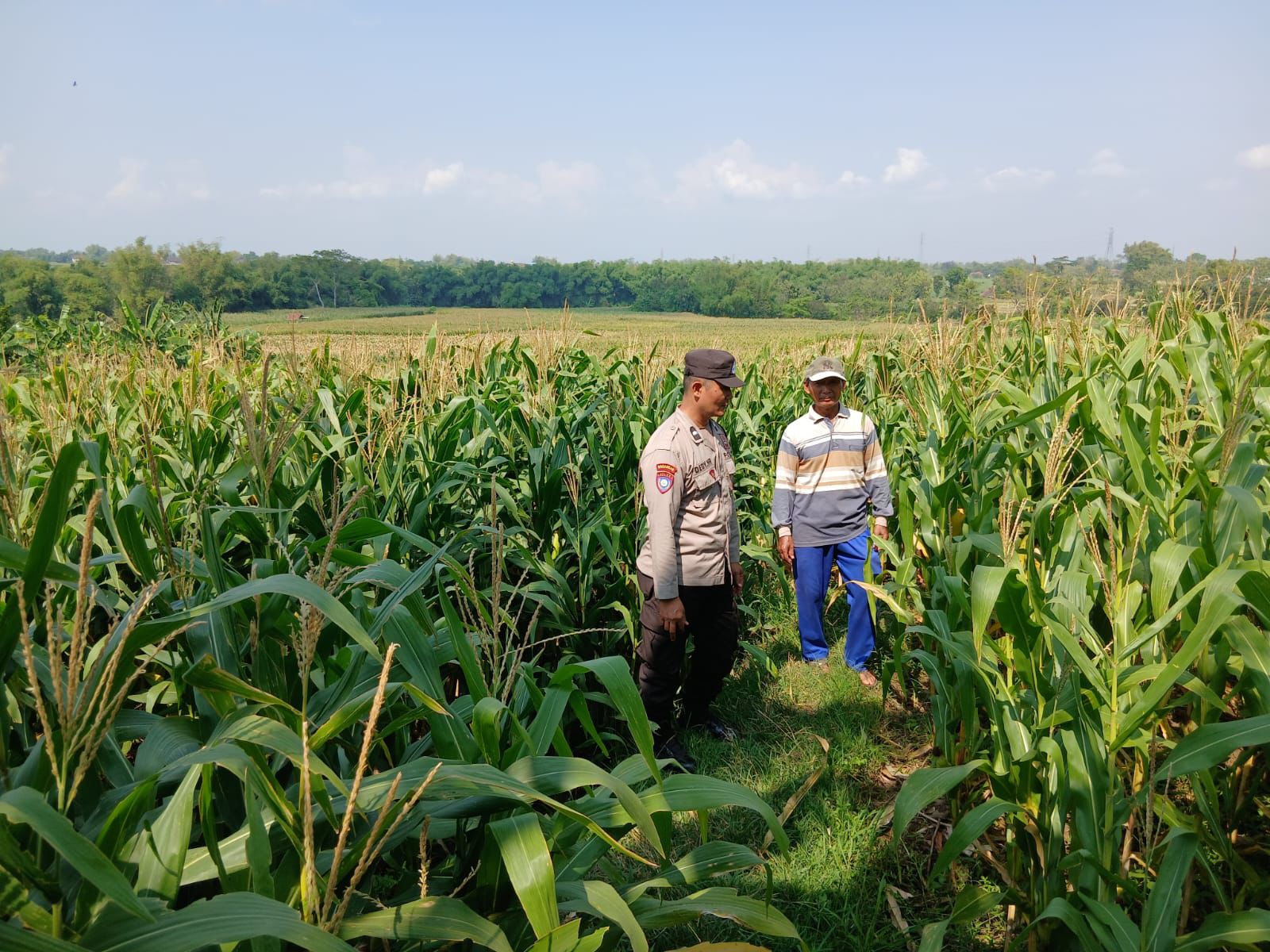 Bhabinkamtibmas Desa Jenangan Monitoring Tanaman Jagung Warga, Perkuat Dukungan Ketahanan Pangan