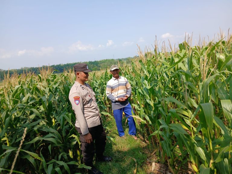 Bhabinkamtibmas Desa Jenangan Monitoring Tanaman Jagung Warga, Perkuat Dukungan Ketahanan Pangan