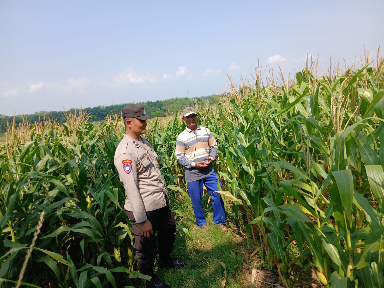 Bhabinkamtibmas Desa Jenangan Monitoring Tanaman Jagung Warga, Perkuat Dukungan Ketahanan Pangan