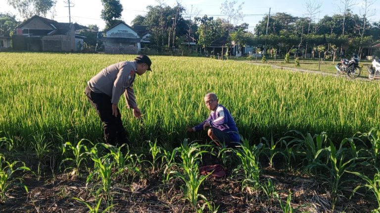 Bhabinkamtibmas Desa Gombang Monitoring Pertanian Warga, Perkuat Dukungan Program Ketahanan Pangan