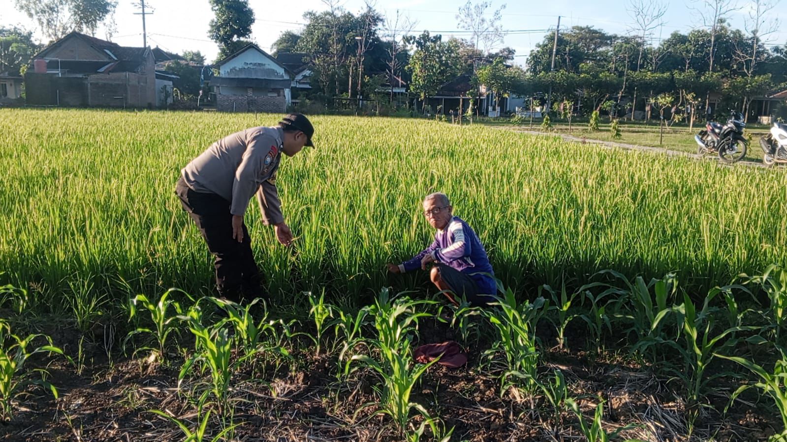 Bhabinkamtibmas Desa Gombang Monitoring Pertanian Warga, Perkuat Dukungan Program Ketahanan Pangan