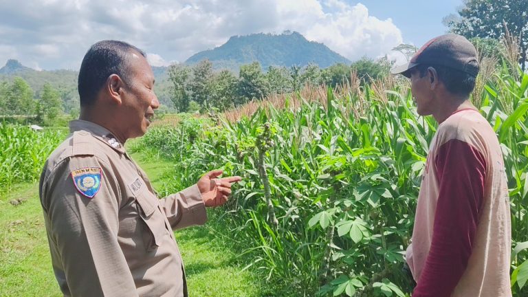 Bhabinkamtibmas Desa Broto Monitoring Pertumbuhan Tanaman Jagung Warga