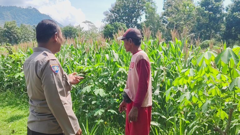 Sambang Lahan Pertanian, Bhabinkamtibmas Desa Broto Dukung Hasil Panen Jagung Berkualitas