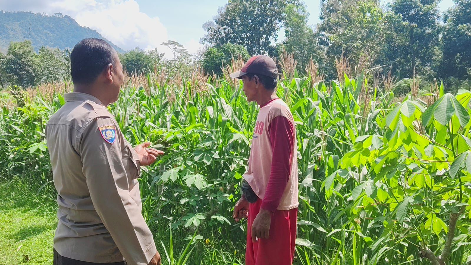 Sambang Lahan Pertanian, Bhabinkamtibmas Desa Broto Dukung Hasil Panen Jagung Berkualitas