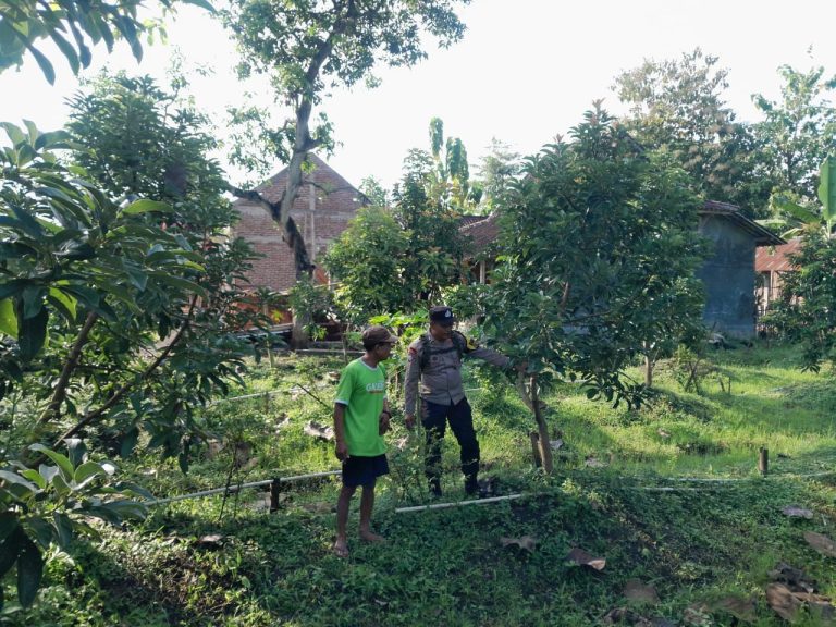 Bhabinkamtibmas Desa Bringinan Pantau Pembibitan Pohon Mangga Milik Warga