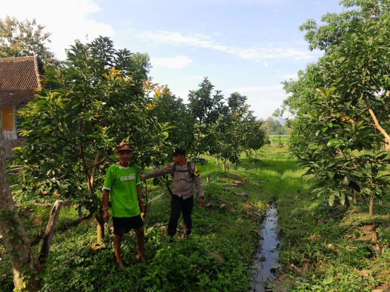 Dukung Pemanfaatan Lahan Produktif, Bhabinkamtibmas Desa Bringinan Tinjau Bibit Mangga Warga