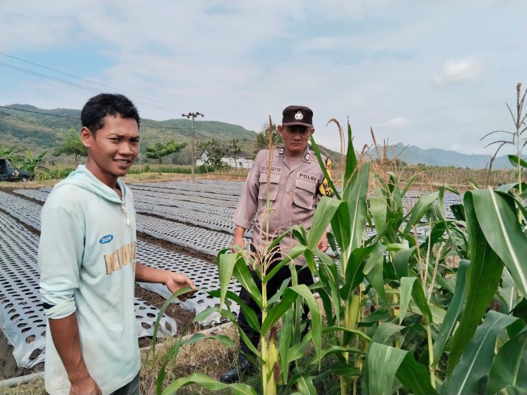 Sambangi Lokasi Persemaian, Bhabinkamtibmas Desa Carangrejo Dukung Pengembangan Bibit Jagung