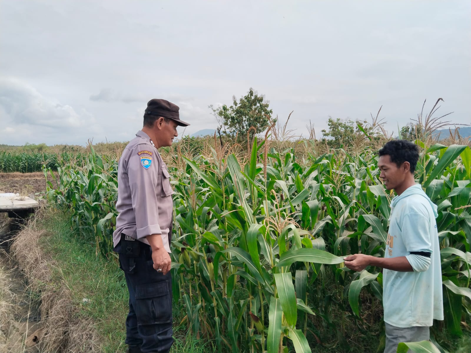 Bhabinkamtibmas Desa Carangrejo Tinjau Lahan Jagung Perkuat Sinergi dengan Petani