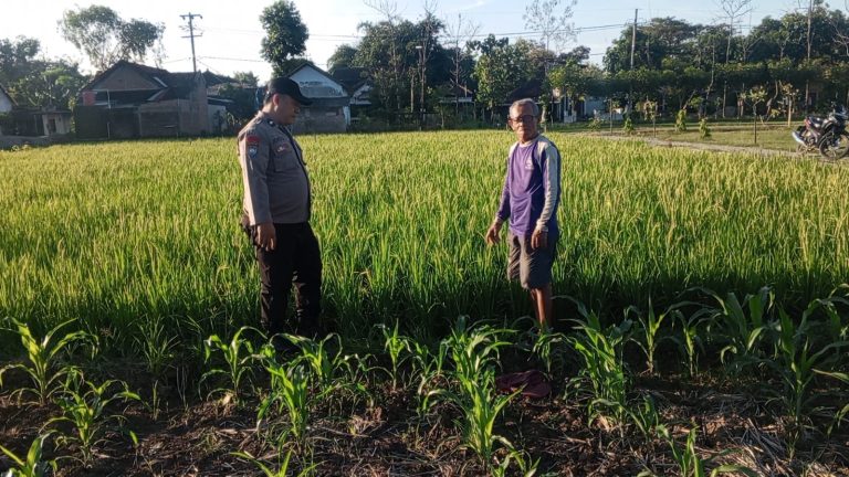 Bhabinkamtibmas Desa Gombang Sambangi Petani Dukung Produktivitas Pertanian