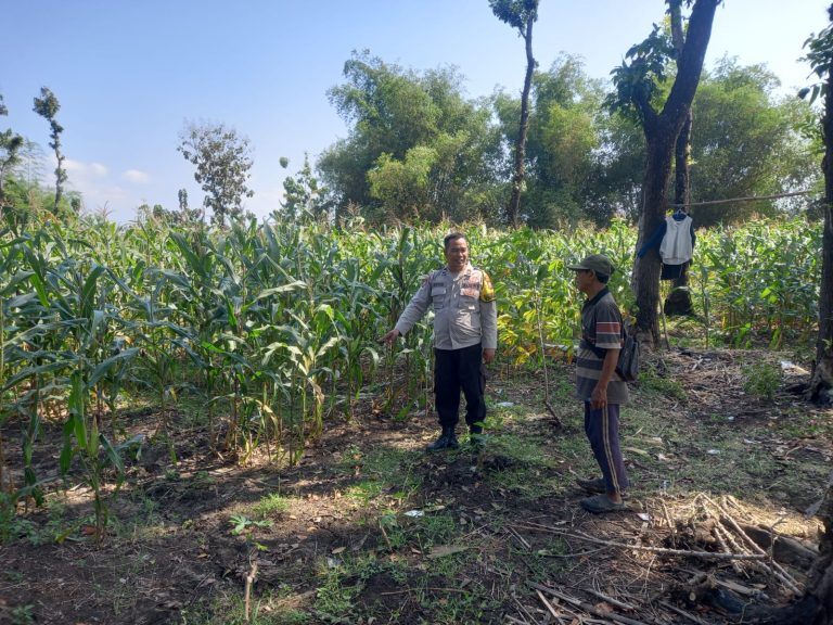Bhabinkamtibmas Desa Kedungbanteng Tinjau Lahan Jagung Dukung Ketahanan Pangan